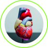 Chirurgie Cardio-vasculaire